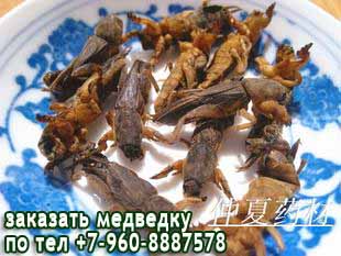 медведка для лечения