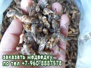 медведка от туберкулеза